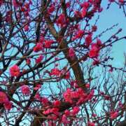 ヒメ日記 2026/01/01 08:51 投稿 れいか 大奥 梅田店