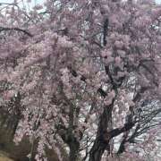 ヒメ日記 2026/03/25 10:42 投稿 亜耶【アヤ】 輝女