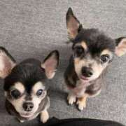 ヒメ日記 2025/11/01 23:09 投稿 あいる 西船巨乳ぽっちゃり　乳神さま