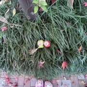 ヒメ日記 2025/12/13 12:19 投稿 ゆに デザインプリズム新宿