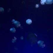 ヒメ日記 2025/12/15 12:09 投稿 ゆに デザインプリズム新宿