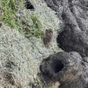 ヒメ日記 2025/12/26 17:19 投稿 ゆに デザインプリズム新宿