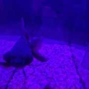 ヒメ日記 2026/02/08 01:49 投稿 ゆに デザインプリズム新宿