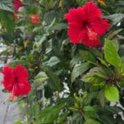 ヒメ日記 2025/12/16 14:31 投稿 れん 吉野ケ里人妻デリヘル 「デリ夫人」