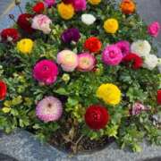 ヒメ日記 2026/04/09 23:57 投稿 れん 吉野ケ里人妻デリヘル 「デリ夫人」