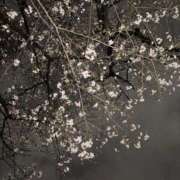 ヒメ日記 2026/04/01 17:20 投稿 りん 11チャンネル