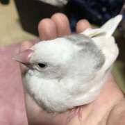 ヒメ日記 2026/01/15 09:52 投稿 くう 川越ぽちゃまに