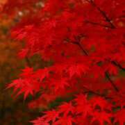 ヒメ日記 2025/11/17 10:30 投稿 みゆき THE・TRY