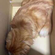 ヒメ日記 2025/11/29 18:26 投稿 ゆきこ 熟女総本店 日本橋ミナミエリア店