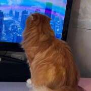 ゆきこ お礼です 熟女総本店 日本橋ミナミエリア店