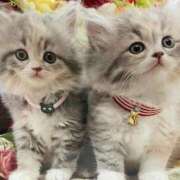 ゆきこ お礼です 熟女総本店 日本橋ミナミエリア店