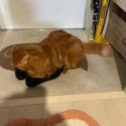 ヒメ日記 2026/03/01 14:26 投稿 ゆきこ 熟女総本店 日本橋ミナミエリア店