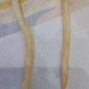 ヒメ日記 2025/11/11 12:16 投稿 矢野　みさ子 30・40・50代☆人妻熟女コレクション