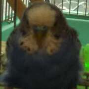 矢野　みさ子 明日は出勤の日 30・40・50代☆人妻熟女コレクション