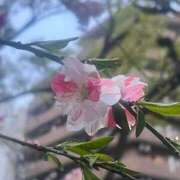 ヒメ日記 2026/04/18 14:07 投稿 西田かな おいしい人妻熟女