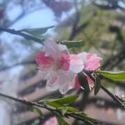 西田かな お知らせと次回 おいしい奥様