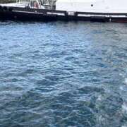 ヒメ日記 2025/12/08 15:23 投稿 ミル セクシーキャット 小田原店