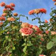 ヒメ日記 2025/12/11 09:38 投稿 ミル セクシーキャット 小田原店