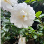 新人つばきちゃん 出勤しましたが、しかし、、 ラブチャンス