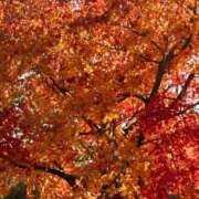 ヒメ日記 2025/11/27 10:31 投稿 ひより 秋葉原コスプレ学園in西川口