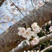 ヒメ日記 2026/04/02 10:50 投稿 ひより 秋葉原コスプレ学園in西川口