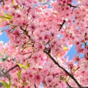 葉月れいな 桜早くない？？🌸 全裸革命orおもいっきり痴漢電車