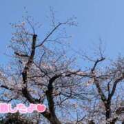 ヒメ日記 2026/03/29 13:24 投稿 桃李【とうり】 丸妻 西船橋店