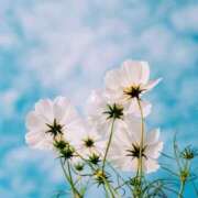 織香(おりか) 時間変更 エリートな人妻たち新宿