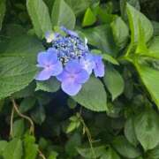 ヒメ日記 2025/10/28 23:14 投稿 久保朱里 五十路マダム 岐阜店