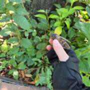 ヒメ日記 2025/11/03 19:20 投稿 久保朱里 五十路マダム 岐阜店