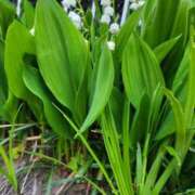 ヒメ日記 2025/11/04 22:12 投稿 久保朱里 五十路マダム 岐阜店