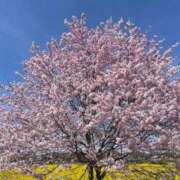 ヒメ日記 2026/02/14 10:48 投稿 あすか 人妻・若妻デリヘル レディプレイス