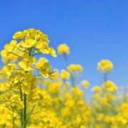 ヒメ日記 2026/02/21 09:27 投稿 あすか 人妻・若妻デリヘル レディプレイス