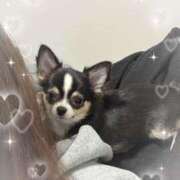 ヒメ日記 2025/12/10 12:39 投稿 てら 池袋あられ