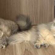 ヒメ日記 2025/11/12 08:00 投稿 橘あゆみ セカンドパートナー池袋