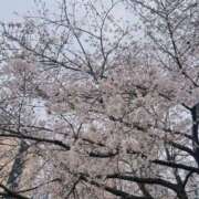 ヒメ日記 2026/04/01 13:51 投稿 月乃ゆうな ワイフコレクション