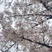 ヒメ日記 2026/04/08 15:27 投稿 月乃ゆうな ワイフコレクション