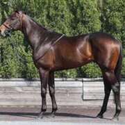 ゆきこ　奥様 見れば見るほど惚れる血統 SUTEKIな奥様は好きですか?