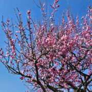 ヒメ日記 2026/01/18 15:35 投稿 花沢 華恋人(カレント)