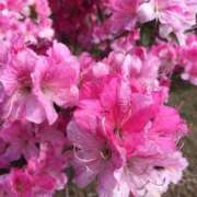 ヒメ日記 2025/11/20 20:45 投稿 るみな トマトなび