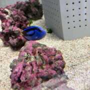 ヒメ日記 2025/11/09 22:46 投稿 めろ One More 奥様　西船橋店