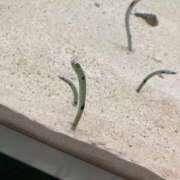 あゆ 久々の💦 白いぽっちゃりさん五反田店