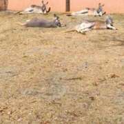 ヒメ日記 2025/11/17 09:20 投稿 えみな 丸妻 厚木店