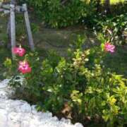 ヒメ日記 2025/11/19 12:47 投稿 えみな 丸妻 厚木店