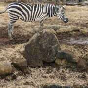 ヒメ日記 2025/11/21 18:09 投稿 えみな 丸妻 厚木店