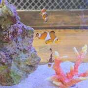 ヒメ日記 2025/12/28 06:58 投稿 りん ニューヨークニューヨーク