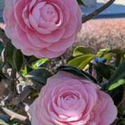 ヒメ日記 2026/03/14 10:46 投稿 りん ニューヨークニューヨーク