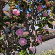 ヒメ日記 2026/03/14 22:18 投稿 りん ニューヨークニューヨーク