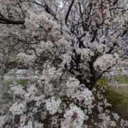 ヒメ日記 2026/03/18 06:23 投稿 りん ニューヨークニューヨーク