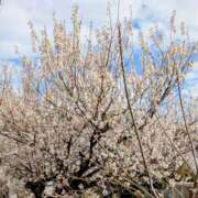 ヒメ日記 2026/03/18 10:36 投稿 りん ニューヨークニューヨーク